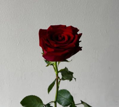 Роза Эквадор «Экспловер» (50 см, красная)