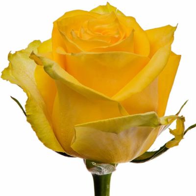 Роза Эквадор «Желтая» (50 см)