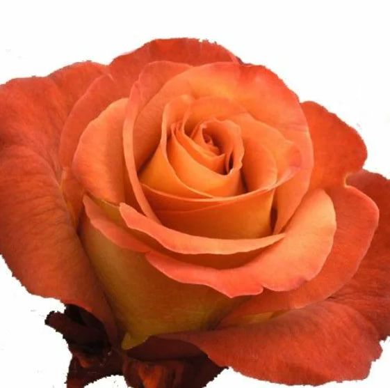 Роза Эквадор «Мулатка» (50 см, терракотовая)