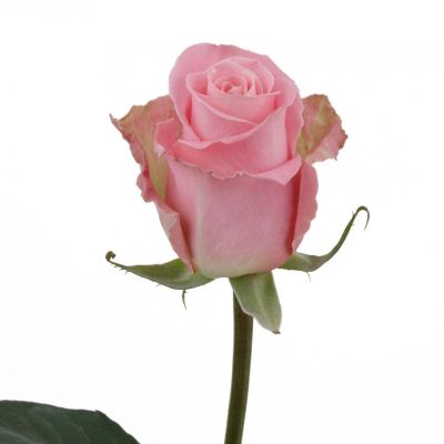 Роза Кения «Розовая» (40 см, розовая)
