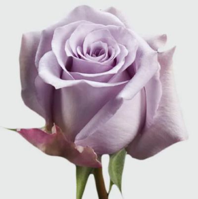 Роза Эквадор «Лавандовая» (50 см)