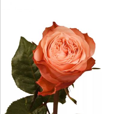 Роза Эквадор «Персиковая» (50 см)