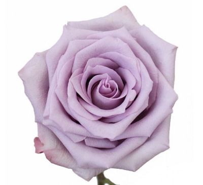 Роза Кения «Прованс» (40 см, лавандовая)