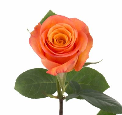 Роза Эквадор «Абрикосовая» (50 см, оранжевая)