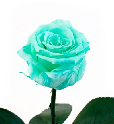 Роза Кения «Мятная» (40 см)