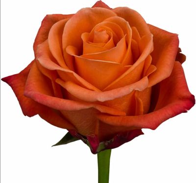Роза Эквадор «Мулатка» (50 см, терракотовая)