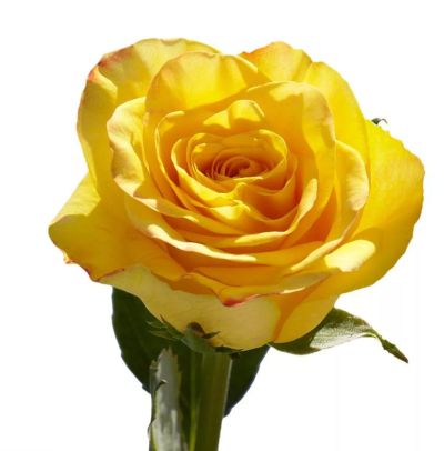 Роза Кения «Фрезия» (40 см, желтая)