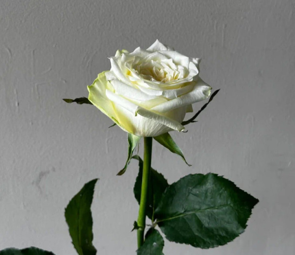 Роза Эквадор «Мондиаль» (50 см, белая)