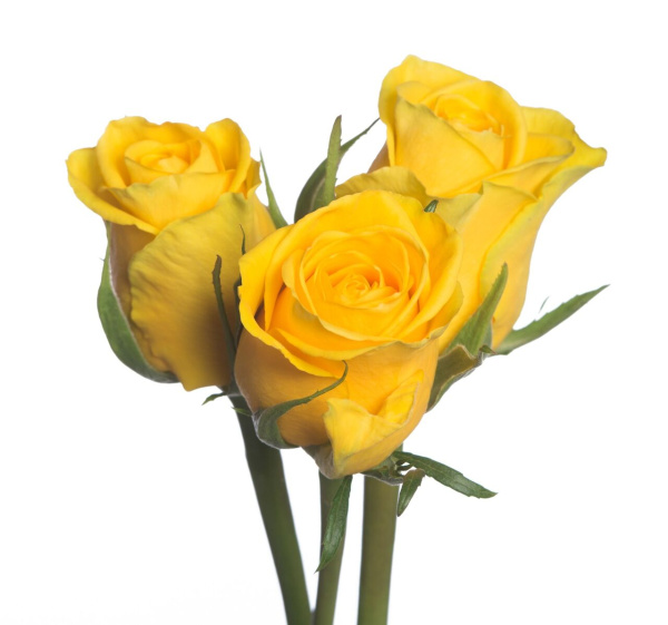 Роза Кения «Фрезия» (40 см, желтая)