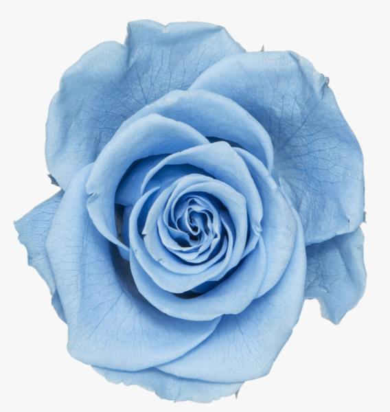 Роза Эквадор «Голубая» (50 см)