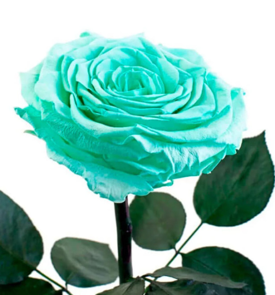 Роза Эквадор «Мятный бриз» (40 см, мятная)