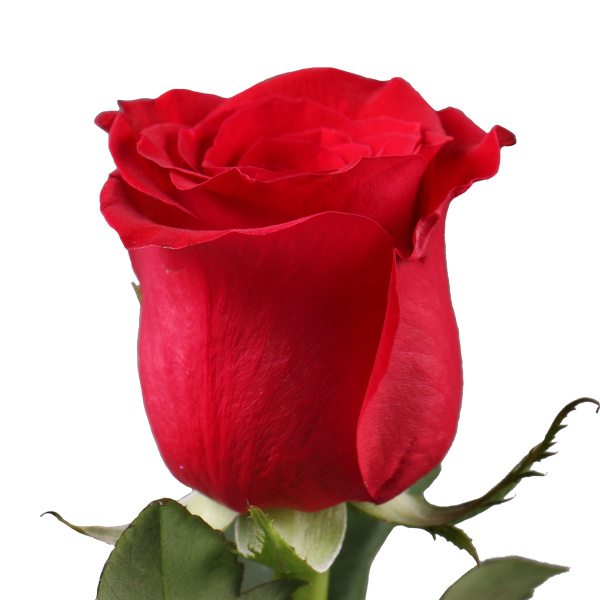 Роза Кения «Алая» (40 см, красная)