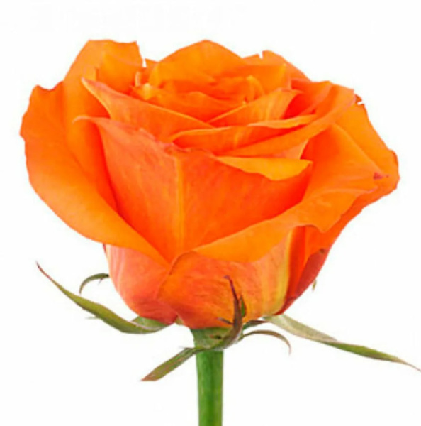 Роза Эквадор «Абрикосовая» (50 см, оранжевая)