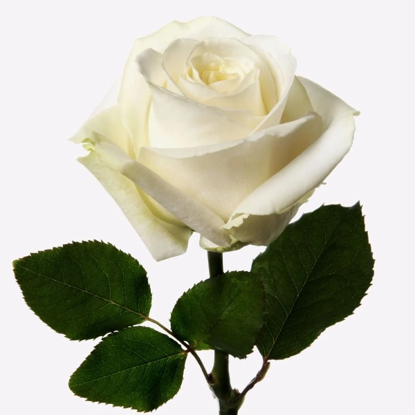  Роза Кения «Снежная королева» (50 см, белая)