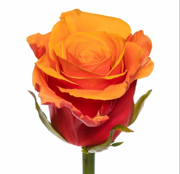 Роза Кения «Оранжевая» (40 см)