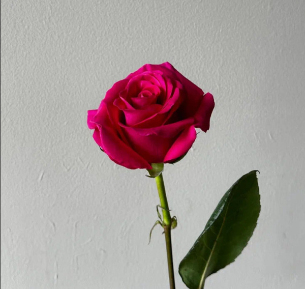 Роза Эквадор «Пинк Флойд» (50 см, розовая)