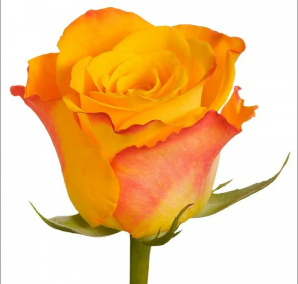 Роза Кения «Персиковая» (40 см)