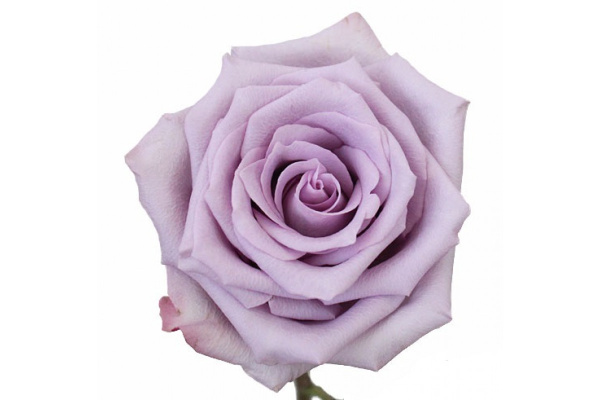Роза Кения «Прованс» (40 см, лавандовая)