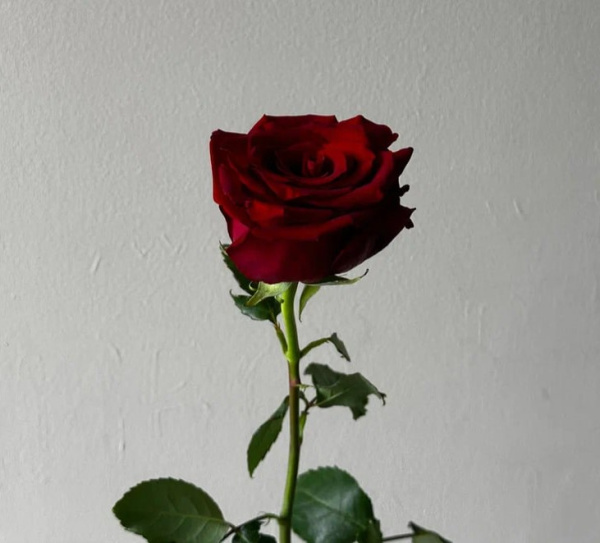 Роза Эквадор «Экспловер» (50 см, красная)