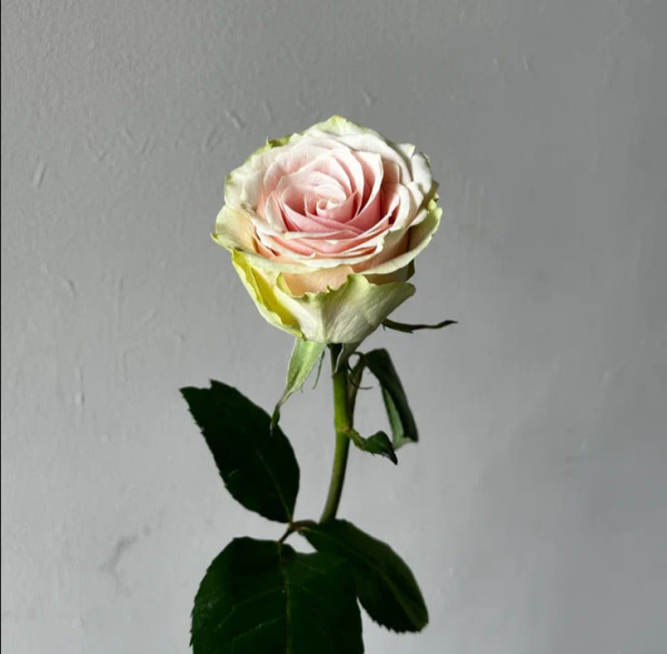 Роза Кения «Нежность рассвета» (40 см, кремово-розовая)