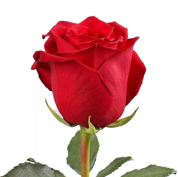 Роза Эквадор «Вишневая» (50 см, бордовая)